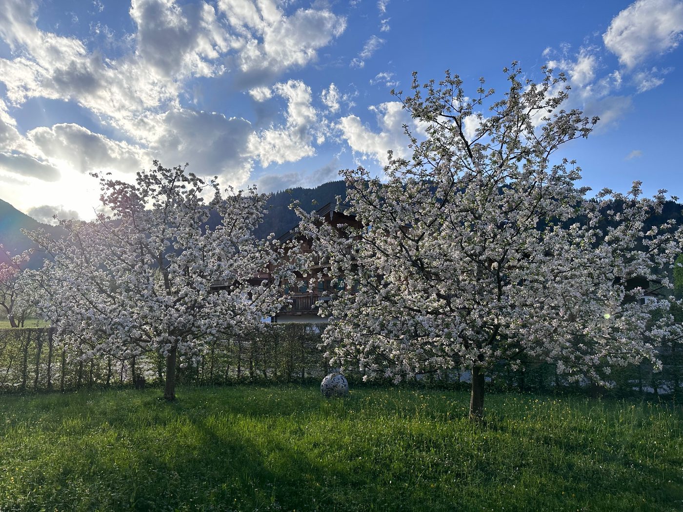 Blühende Obstbäume im Garten des Gasperhofs im Gegenlicht