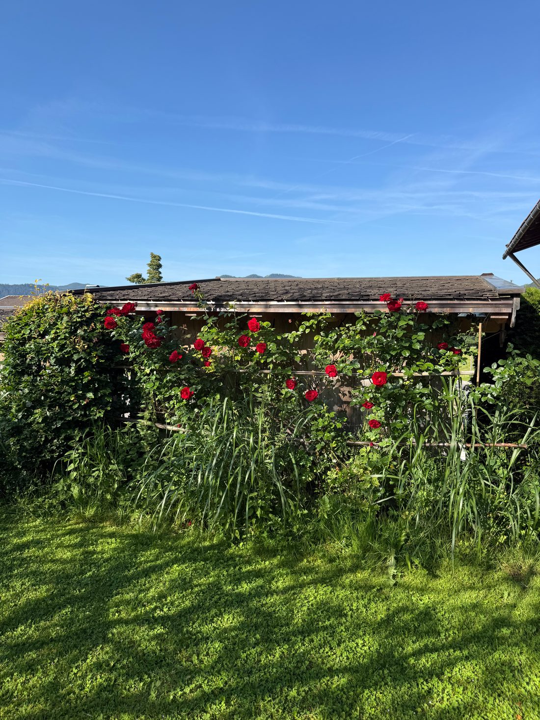 Rote Kletterrosen an einer Holzhütte im Garten