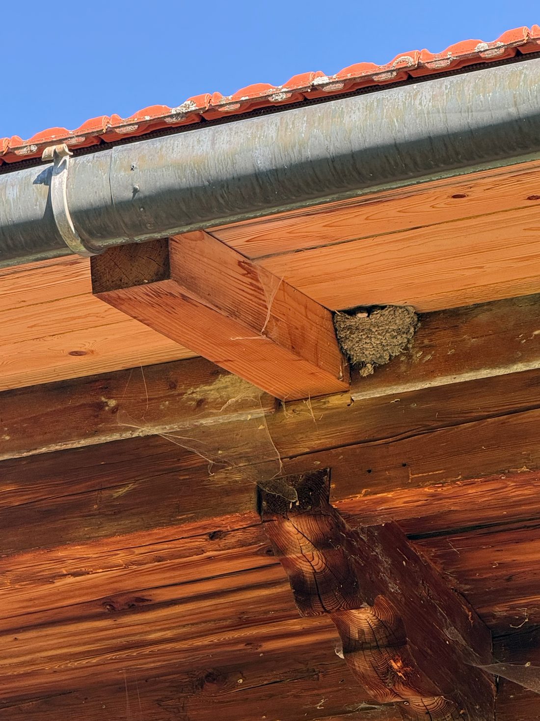 Schwalbennest unter dem hölzernen Vordach